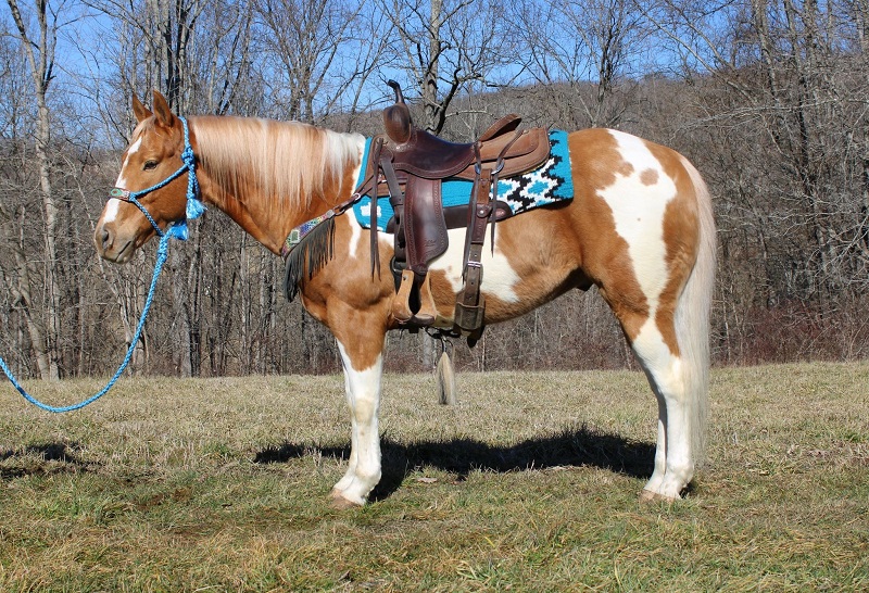 Victoria, a 8-year-old Palomino Tobiano American Paint Horse gelding for sale