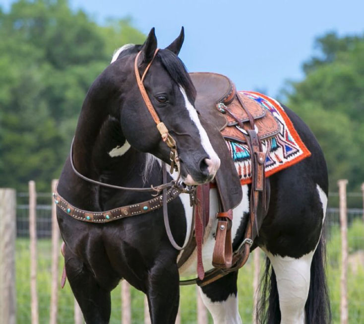 Phyno, a 9-year-old Tobiano American Paint Horse gelding for sale