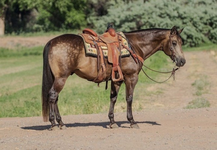 Mick, a 7-year-old Buckskin American Quarter Horse gelding for sale