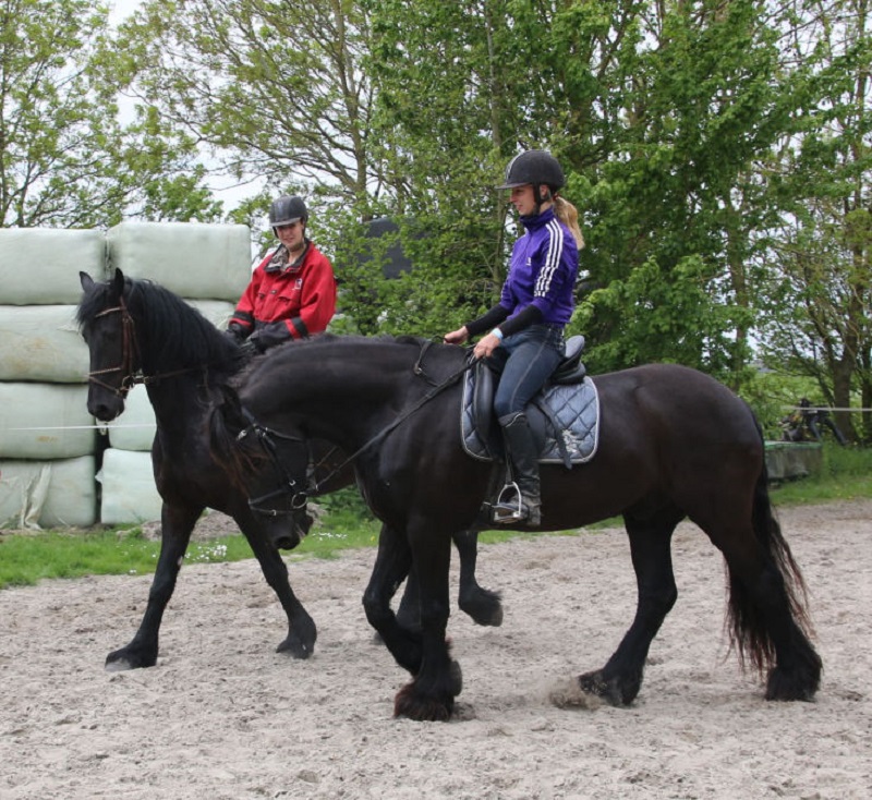 Maxine, a 9-year-old Black Friesian mare for sale