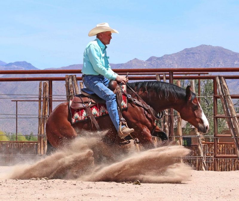 Storm, a 9-year-old Bay American Quarter Horse gelding for sale