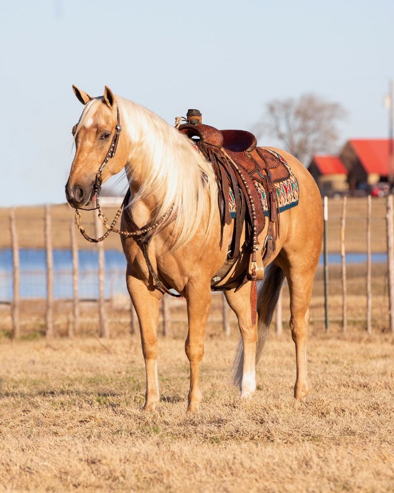 Bishop, a 10-year-old Palomino American Quarter Horse gelding for sale
