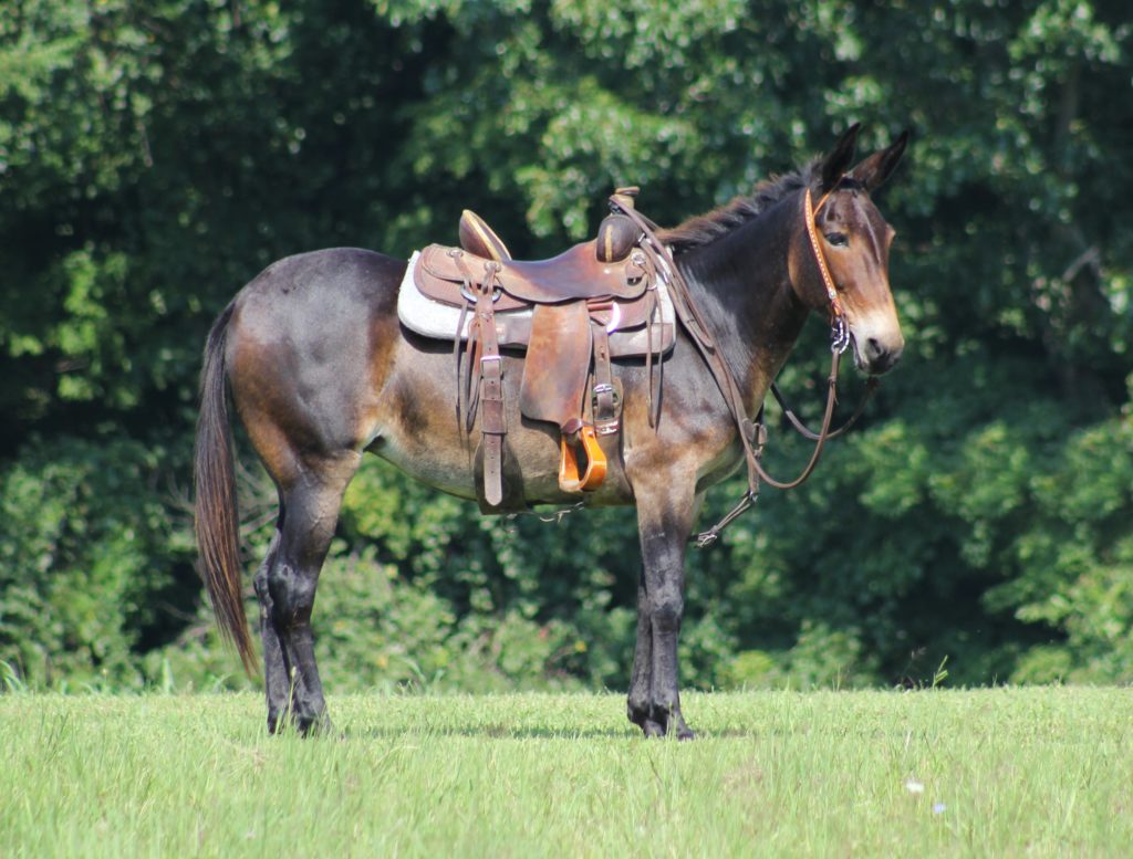 Diva, a 9-year-old Bay Mule mare for sale