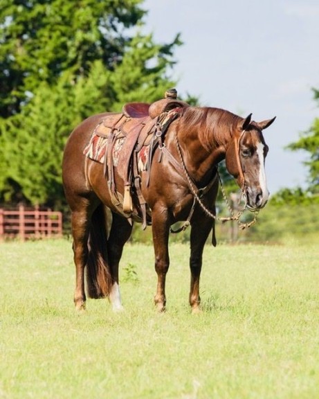 Leo, a 8-year-old Chestnut American Quarter Horse gelding for sale