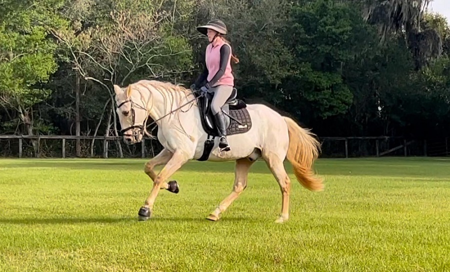 Shatta, a 10-year-old Palomino Andalusian gelding for sale