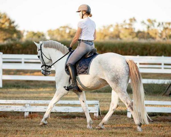 Hidalgo, a 10-year-old Grey Dutch Warmblood gelding for sale