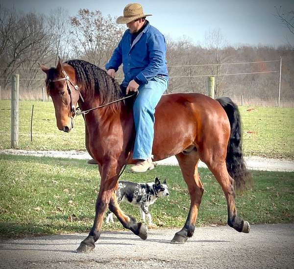 Captain, a 8-year-old Friesian x Morgan Bay Friesian x Morgan gelding for sale