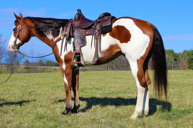 Mickey, a 10-year-old Bay Overo American Paint Horse gelding for sale