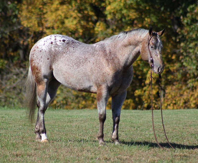 Dots and Dashes, a 9-year-old Red Roan Appaloosa gelding for sale