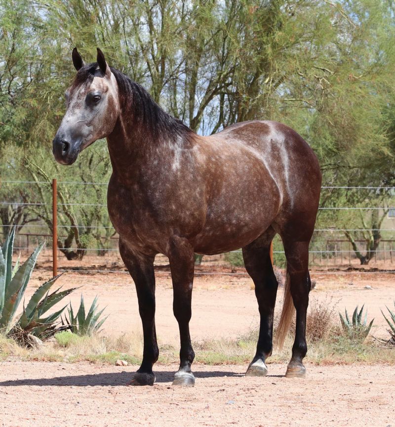 Turner, a 10-year-old Gray American Quarter Horse gelding for sale