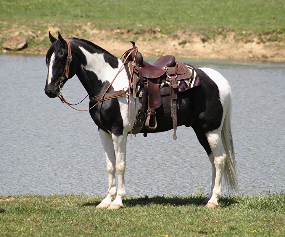 Bonito, a 9-year-old Black Tobiano Tennessee Walking Horse gelding for sale