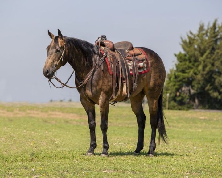 Deputy, a 7-year-old Buckskin American Quarter Horse gelding for sale