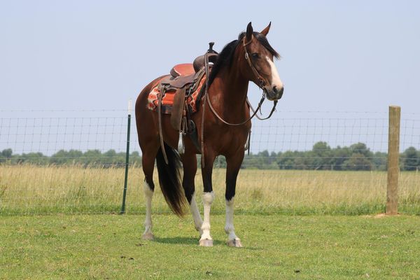Genie, a 9-year-old Bay Tennessee Walking Horse mare for sale