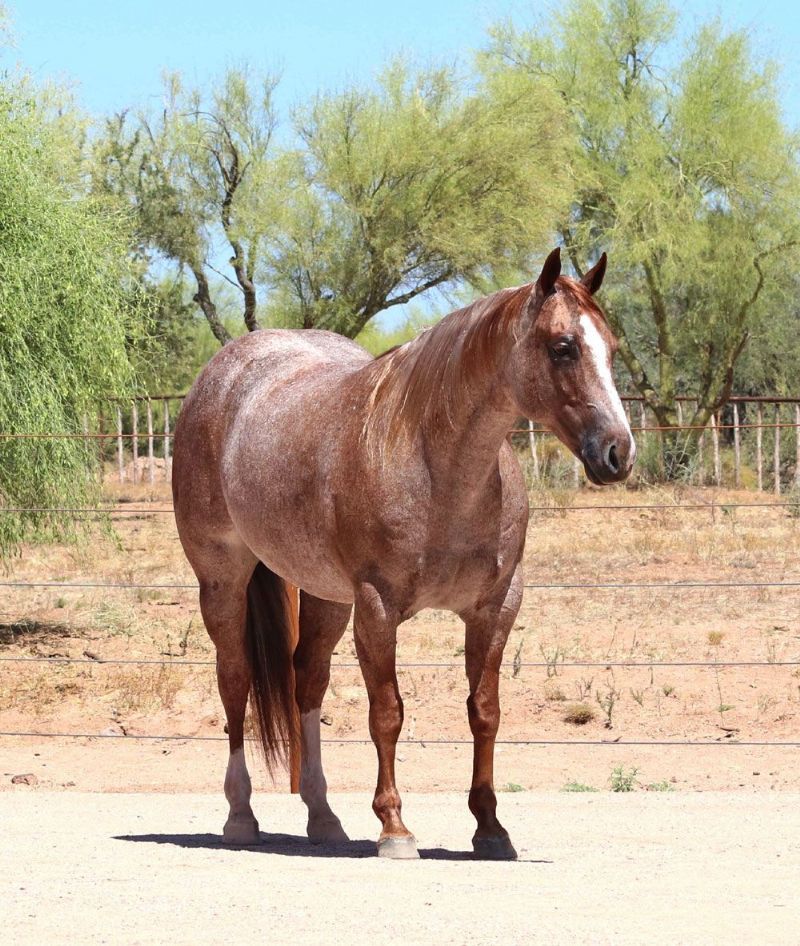 Lollipop, a 8-year-old Red Roan American Quarter Horse mare for sale