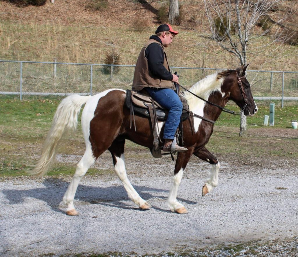 Beauregard, a 8-year-old Chocolate Tobiano Spotted Saddle Horse gelding for sale