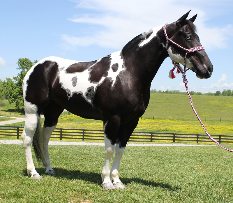 Rosine, a 9-year-old Black Tobiano American Paint Horse mare for sale