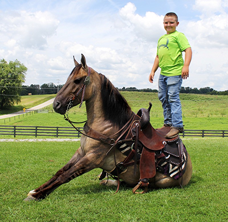 Darrion, a 9-year-old Grulla With Stripes Mustang gelding for sale