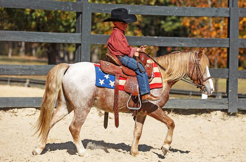 Roswell, a 9-year-old Red Roan Pony gelding for sale