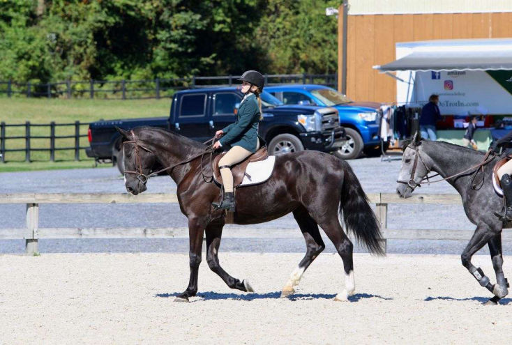 Dorian, a 8-year-old Black Dutch Warmblood mare for sale
