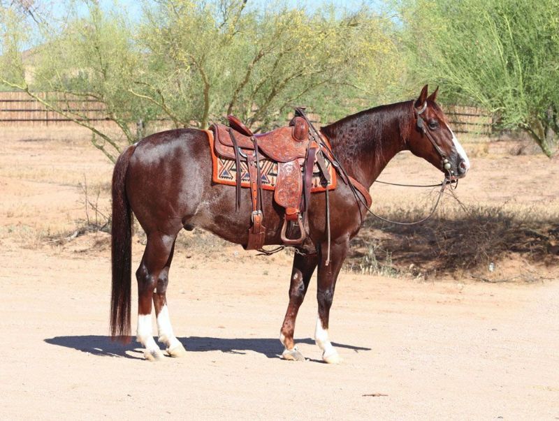 Dandy, a 10-year-old Chestnut American Quarter Horse gelding for sale