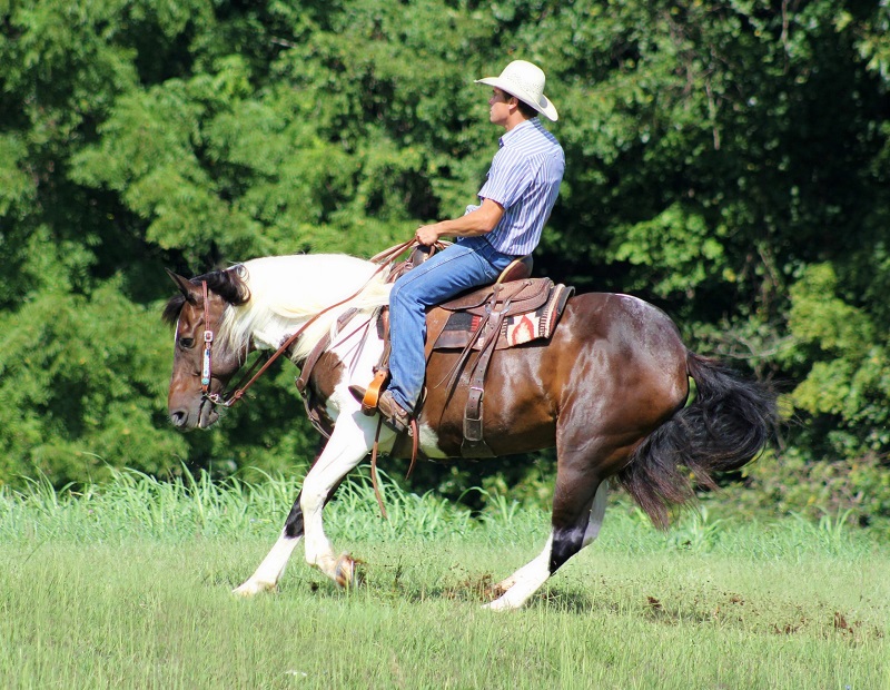Fiona, a 7-year-old Bay Tobiano Draft Cross mare for sale