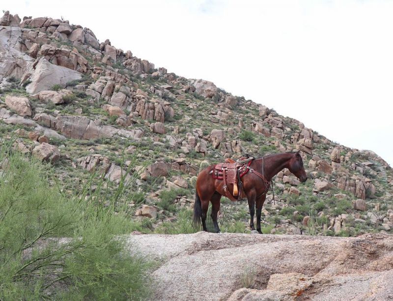 Pepper, a 9-year-old Bay American Quarter Horse gelding for sale
