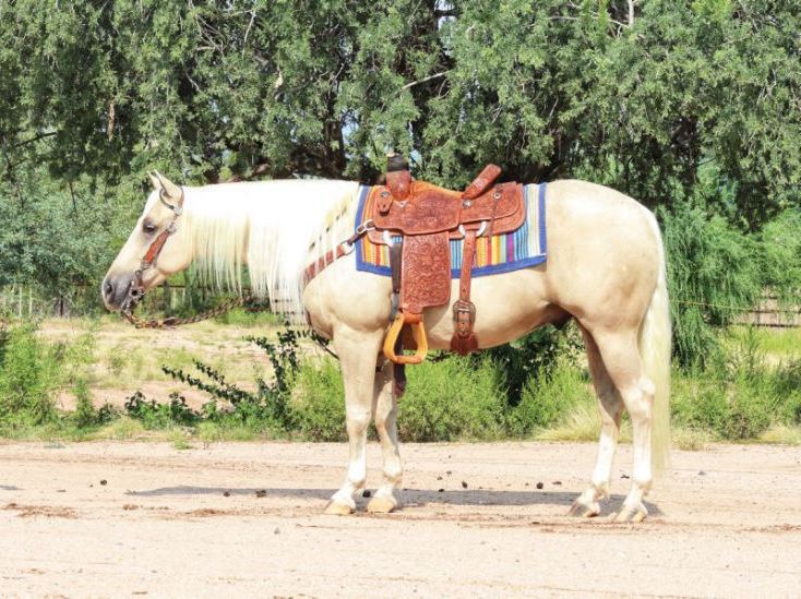 Biscuit, a 9-year-old Palomino American Quarter Horse gelding for sale