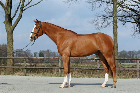 Benny, a 8-year-old Gelding Chestnut Dutch Warmblood gelding for sale