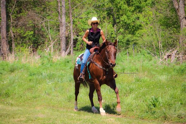 Lyrical, a 9-year-old Chestnut Appaloosa gelding for sale