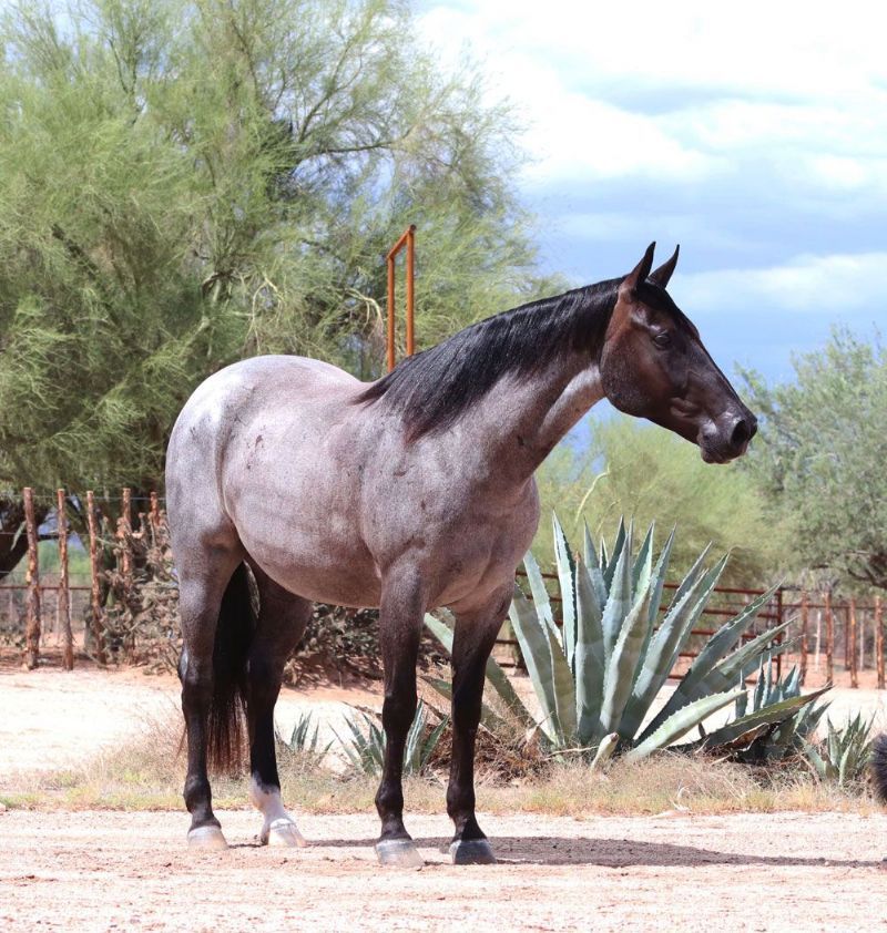 Whiskey, a 8-year-old Blue Roan American Quarter Horse gelding for sale