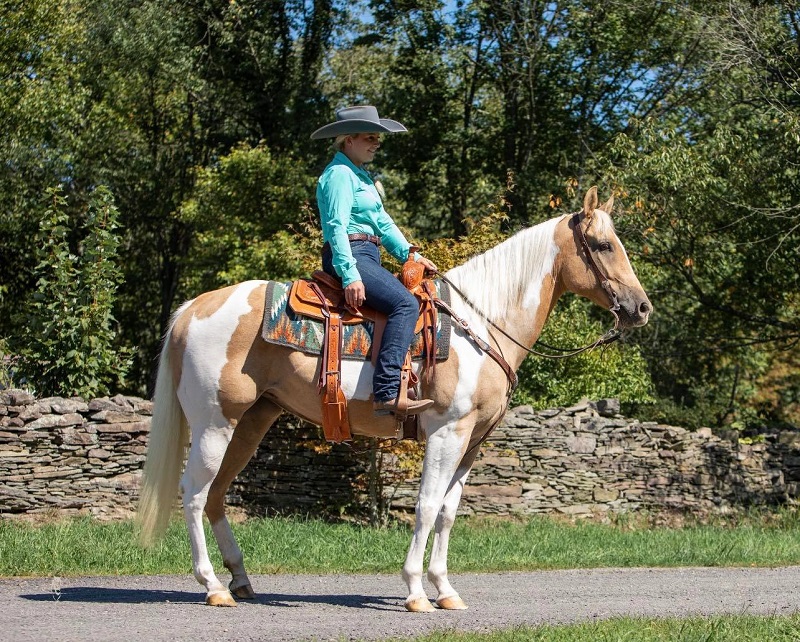 Chlautile, a 9-year-old Palomino Tobiano American Paint Horse mare for sale