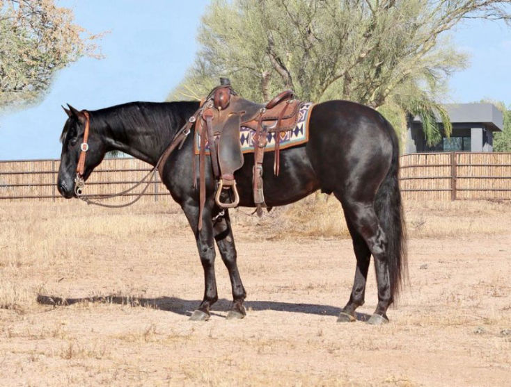 Harvey, a 8-year-old Black American Quarter Horse gelding for sale