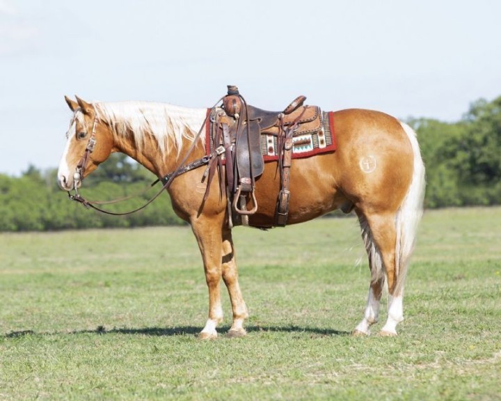 Moonshine, a 8-year-old Palomino American Quarter Horse gelding for sale
