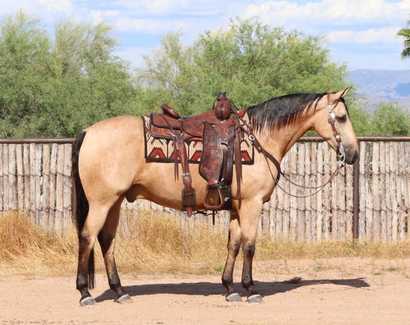 Bugsy, a 6-year-old Buckskin American Quarter Horse gelding for sale