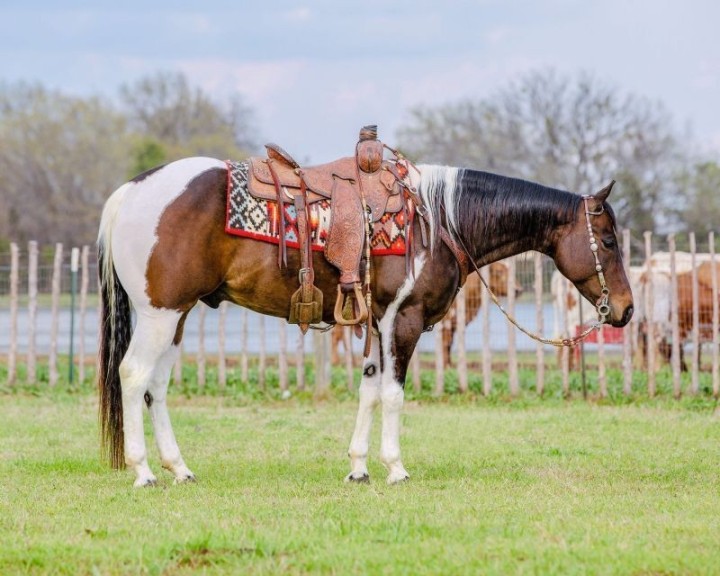 Goldie, a 8-year-old Tobiano American Paint Horse gelding for sale