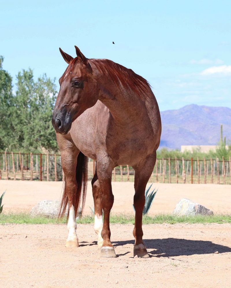 Wrangler, a 5-year-old Red Roan American Quarter Horse gelding for sale