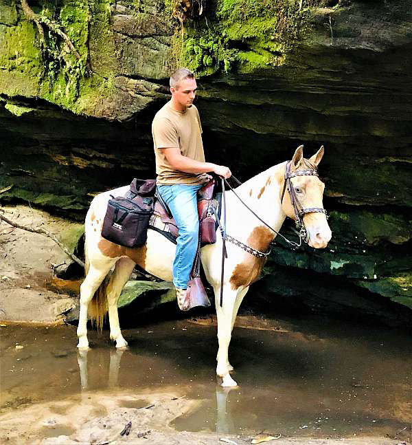 Daisy, a 7-year-old Champaign Spotted Saddle Horse mare for sale