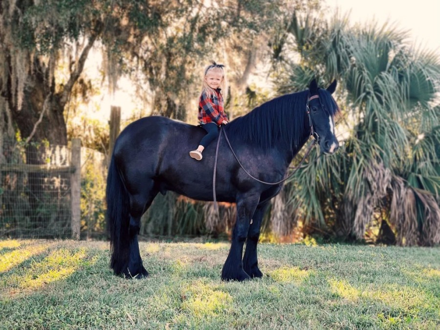 Eclipse, a 10-year-old Black Gypsy Vanner gelding for sale