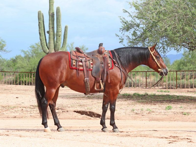 Hercules, a 10-year-old Bay American Quarter Horse gelding for sale