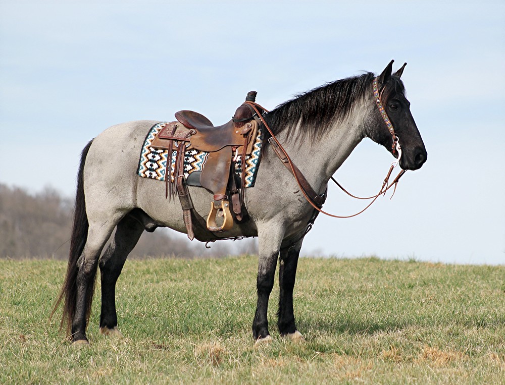 Eresen, a 8-year-old Blue Roan Missouri Fox Trotter gelding for sale