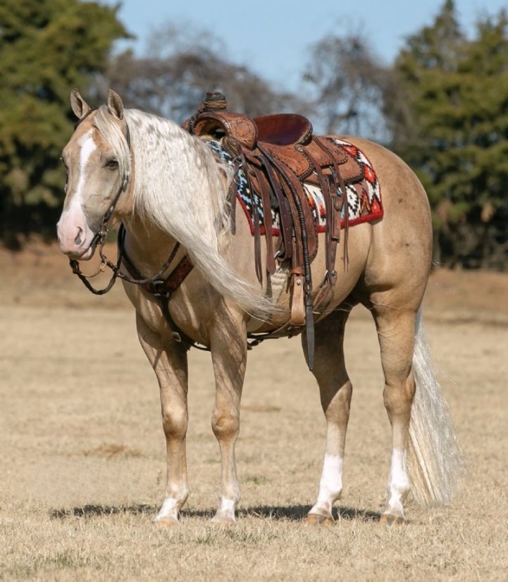 Montana, a 9-year-old Palomino American Quarter Horse gelding for sale
