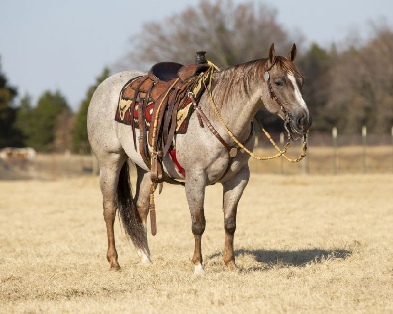 Boomer, a 9-year-old Red Roan American Quarter Horse gelding for sale
