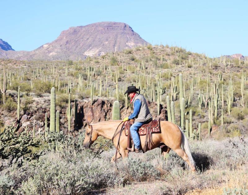 Rex, a 7-year-old Palomino American Quarter Horse gelding for sale