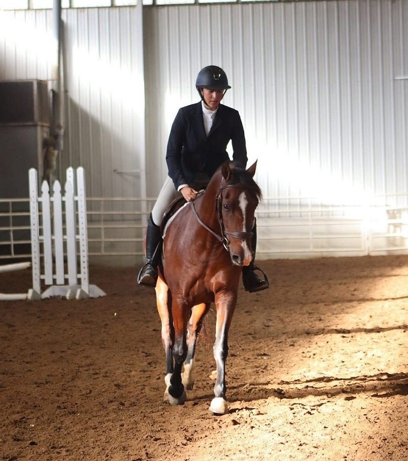 Moana, a 8-year-old Bay Andalusian mare for sale
