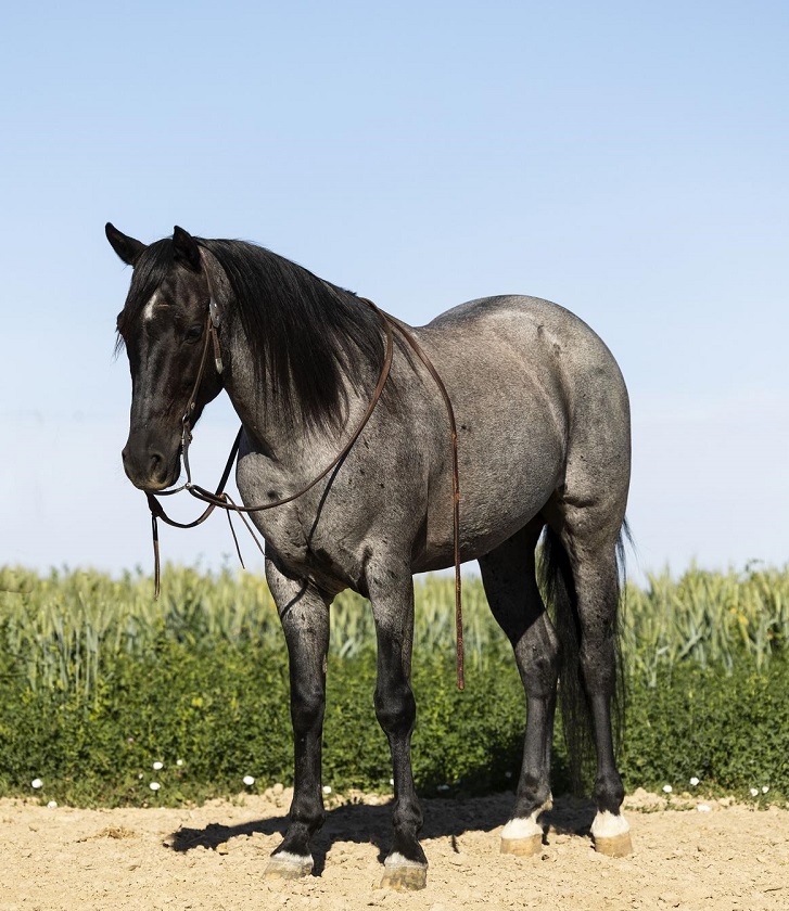 Davis, a 7-year-old Blue Roan Azteca gelding for sale
