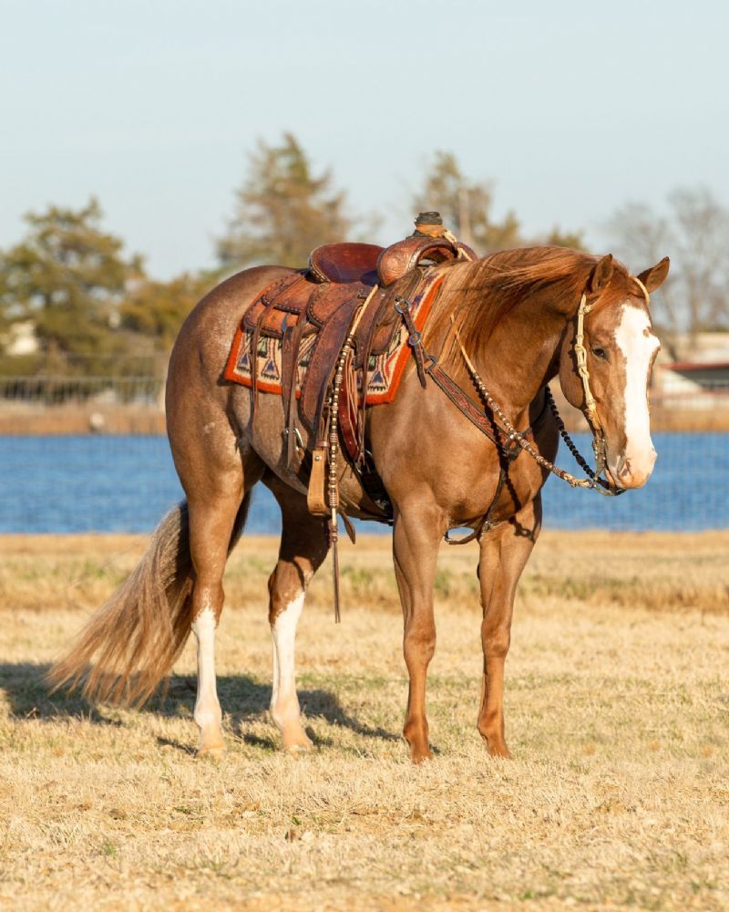 Disco, a 7-year-old Sorrel American Quarter Horse gelding for sale