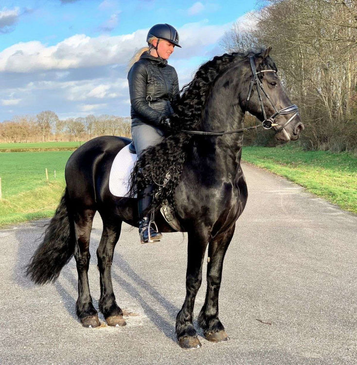 Jackpot, a 9-year-old Black Friesian gelding for sale