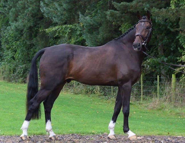 Xavier, a 10-year-old Bay Warmblood gelding for sale