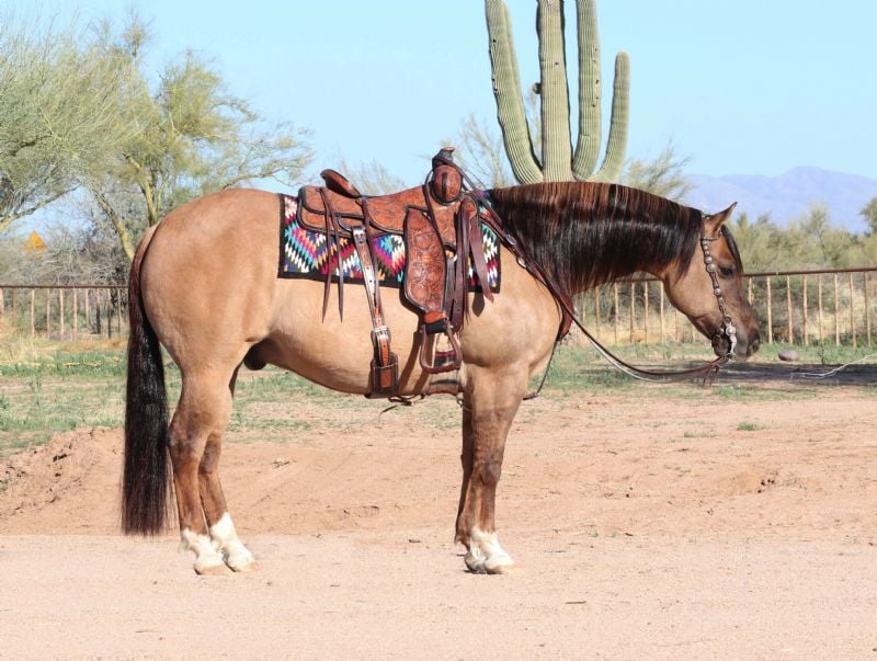 Peach, a 8-year-old Red Dun American Quarter Horse gelding for sale