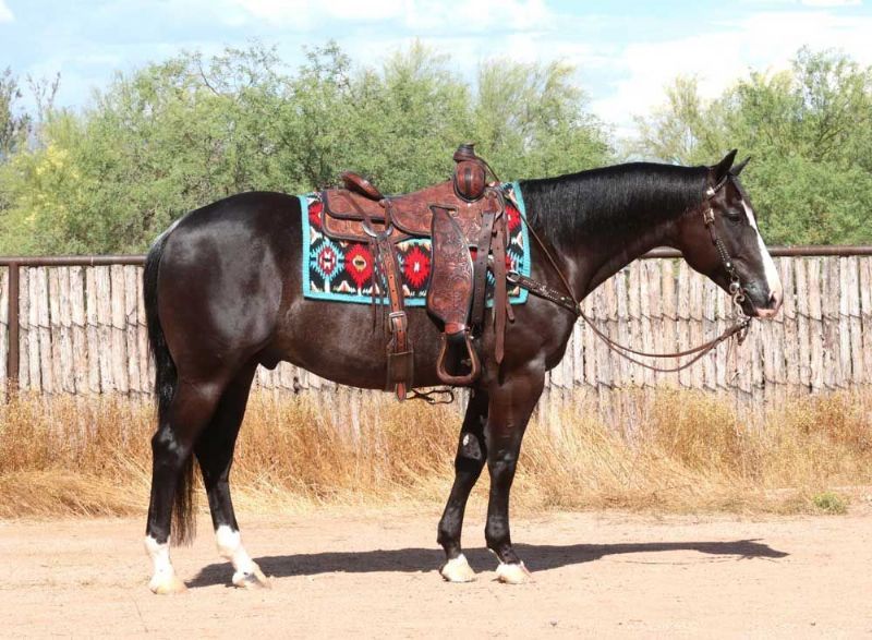 Ruz, a 9-year-old Black American Quarter Horse gelding for sale